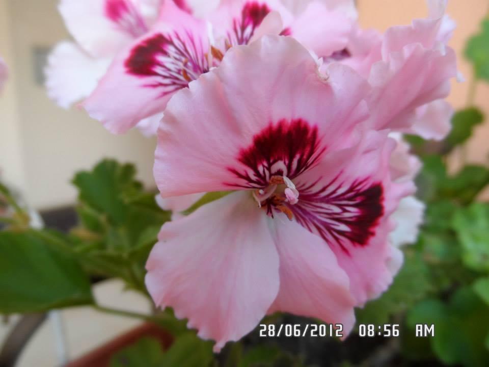 Gardenia Apartments Primorsko Eksteriør billede